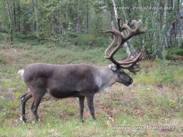 Ostetaan: Saariselkä 8 - 16